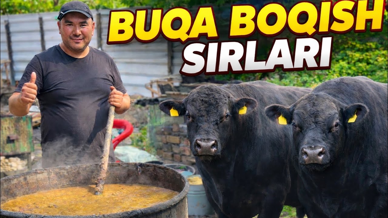 BUQA BOQISH SIRLARI UYDA ATALA BERIB 30 TA BUQADAN QANCHA DAROMAD OLSA BO’LADI