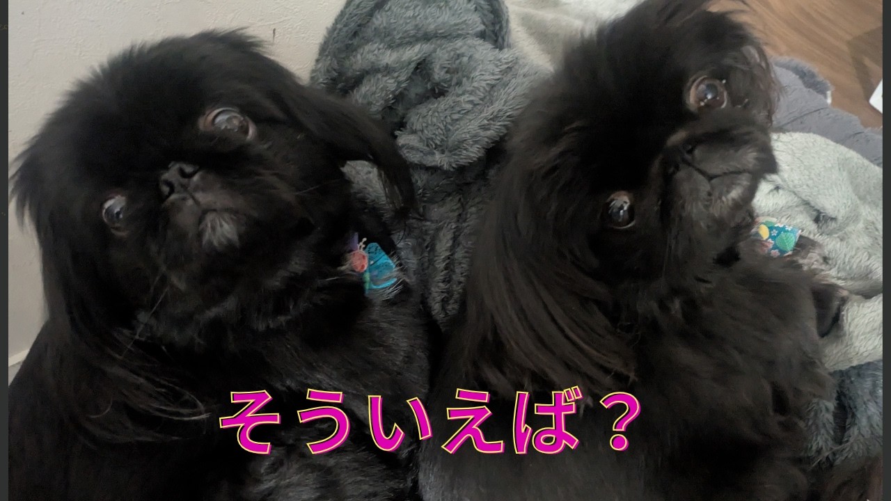 【ペキニーズ】何か忘れてない？【ワンワンピース】