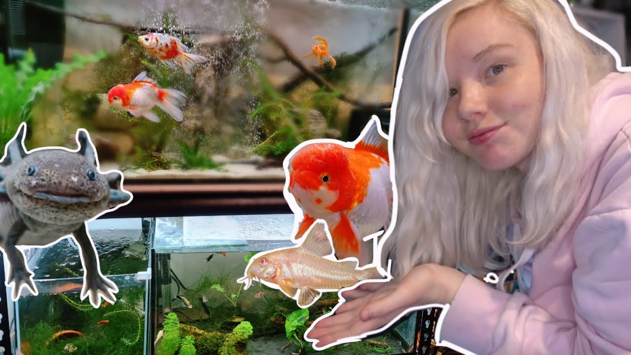 How I Clean My 5 Fish Tanks