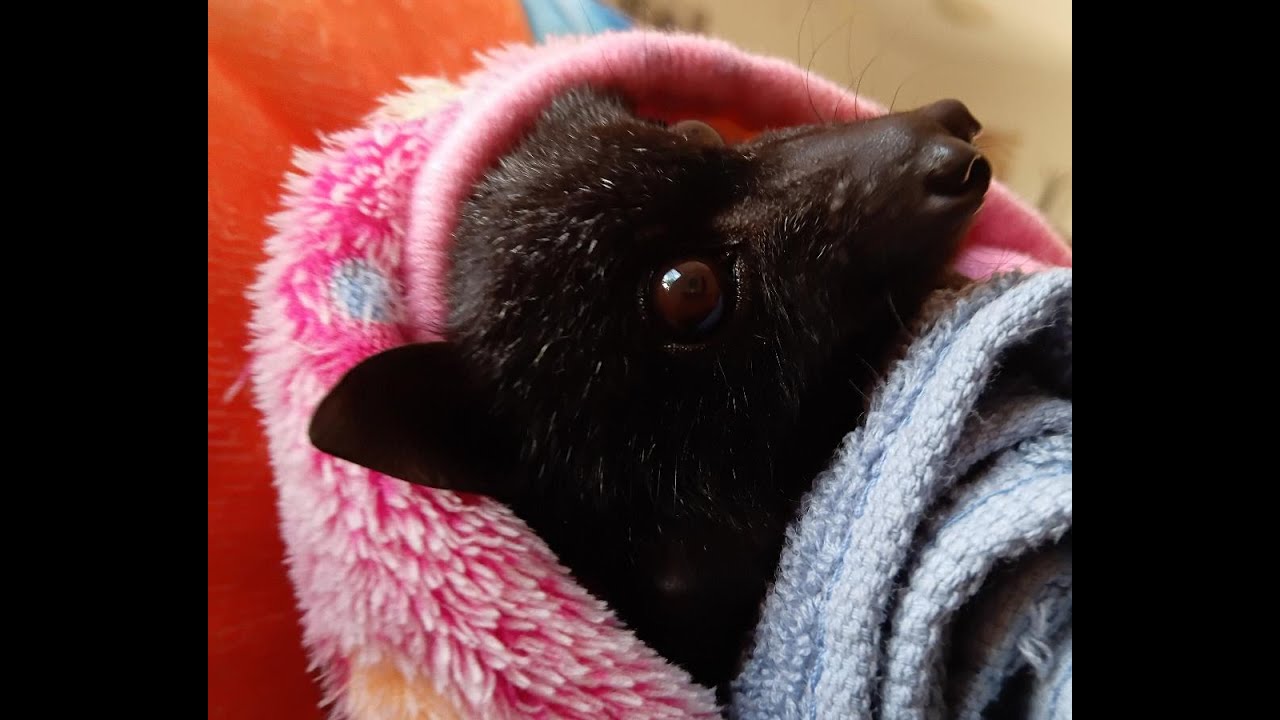 Немного о реальности ухода за летучими мышами. Не грустно. ❤️🦇❤️