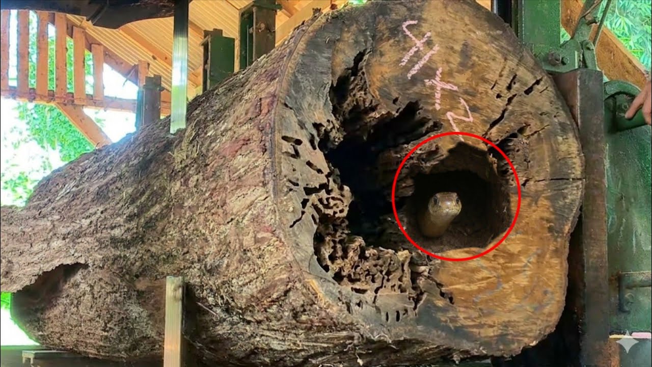 Almost all were killed by this!! Massive risks during sawing the devil's stump inside the sawmill