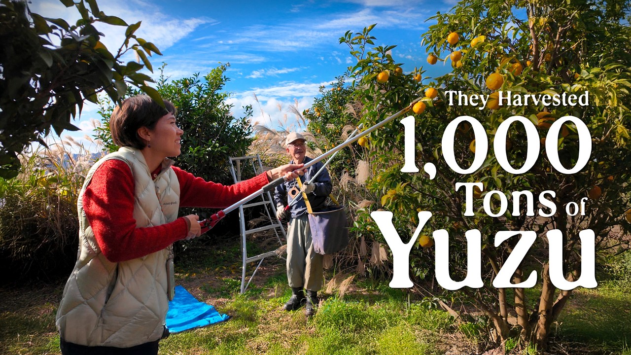 It’s Yuzu Harvest Season in Japan’s Most Famous Organic Yuzu Village
