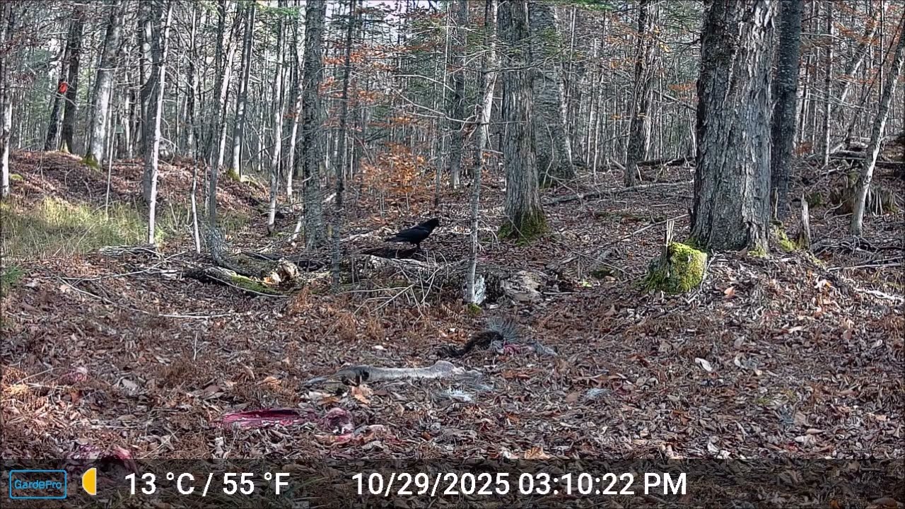 ASMR - Maine Highlands CritterCam.  Trail Cam on a moose carcass 10/29 to 11/1/25  Bowerbank, ME