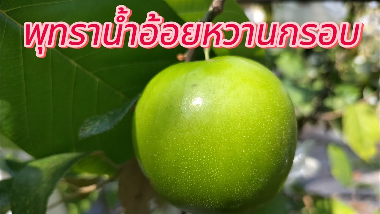 พุทราน้ำอ้อยเบอร์ 12 (พุทราอินทรีย์)