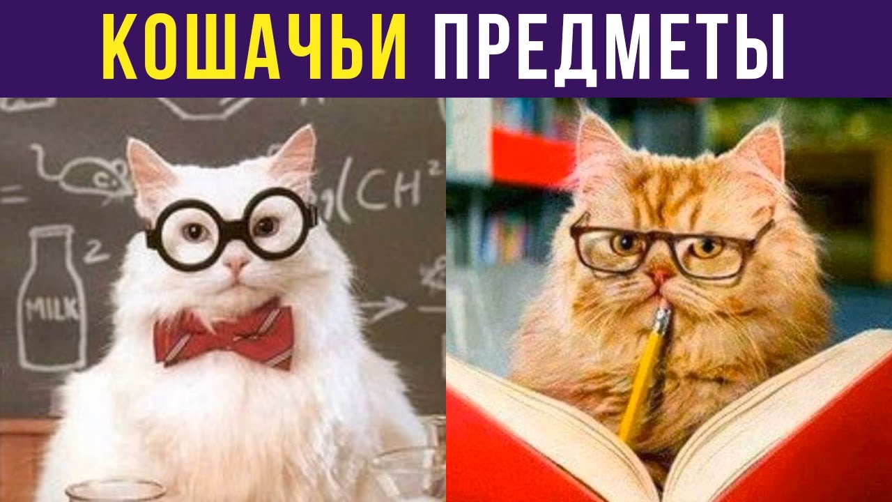 Приколы с котами. КУСЕМАТИКА И ЛОТОЧКОЗНАНИЕ | Мемозг #279