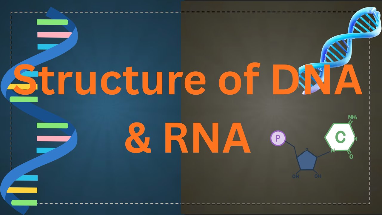DNA, RNA & Nucleotide l Nucleic acid structure and function/ Biology lecture