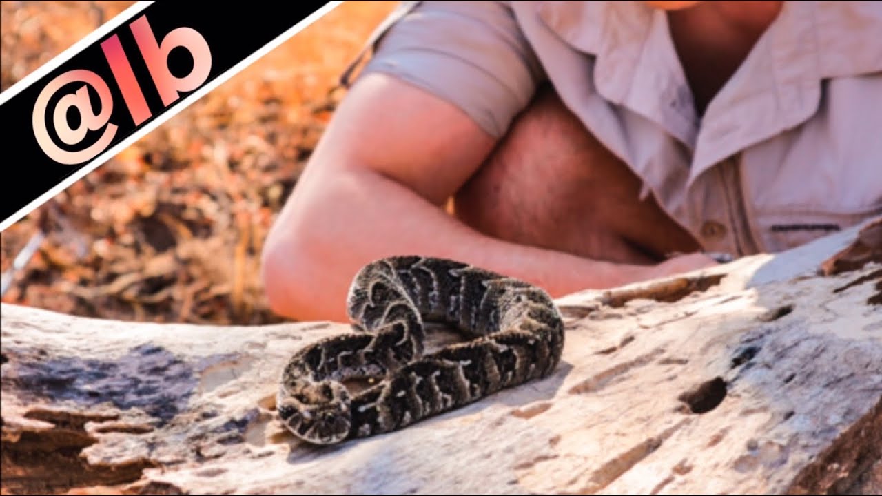 The Puff Adder is Africa’s Deadliest Snake!