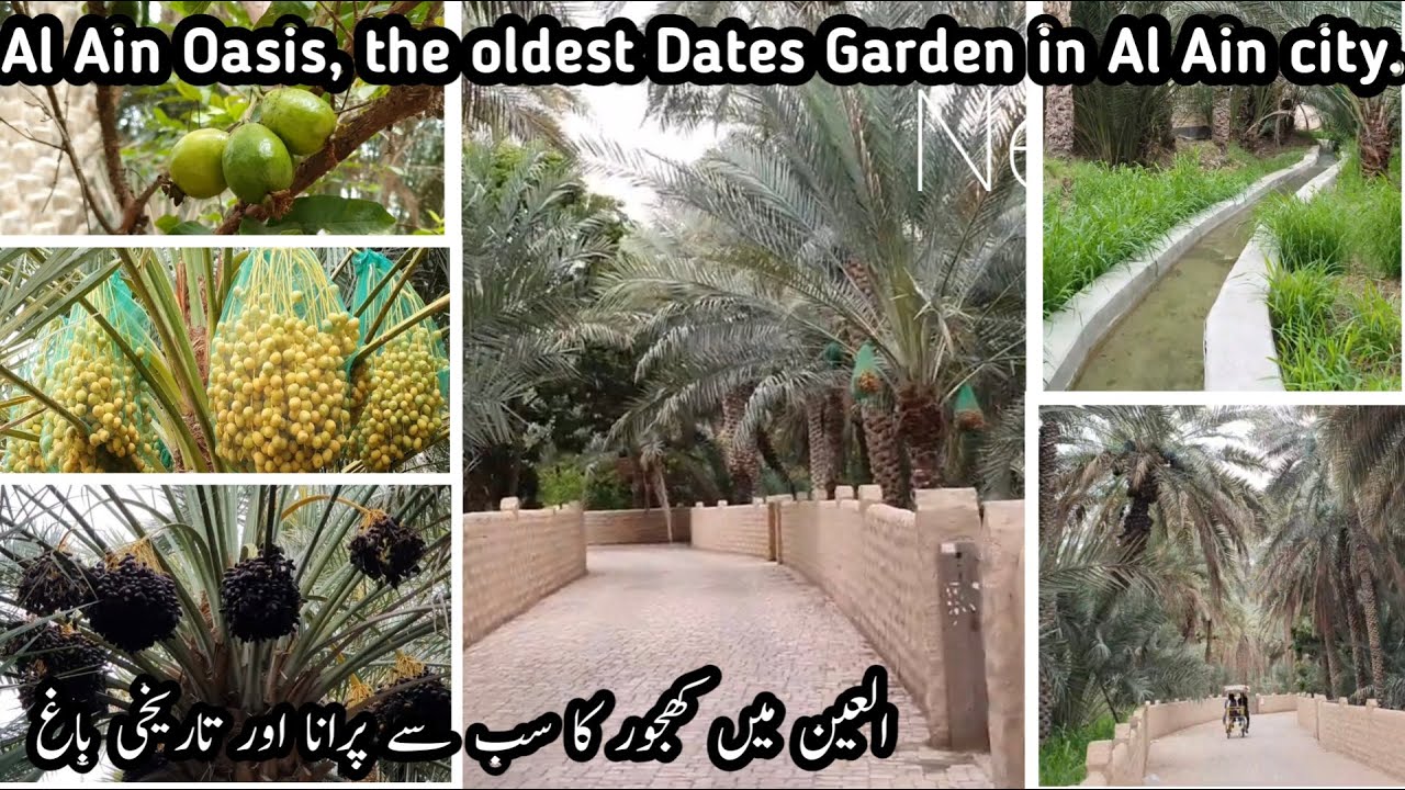 Al Ain Oasis, UAE's most beautiful dates Farm | Walk in Al Ain Oasis | (best time to visit Farm).