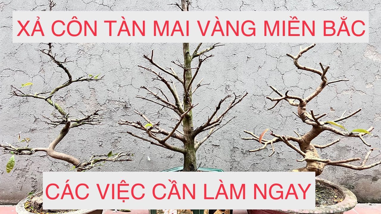 CÁCH XẢ TÀN VÀ NHỮNG VIỆC CẦN LÀM CHO MAI VÀNG MIỀN BẮC 