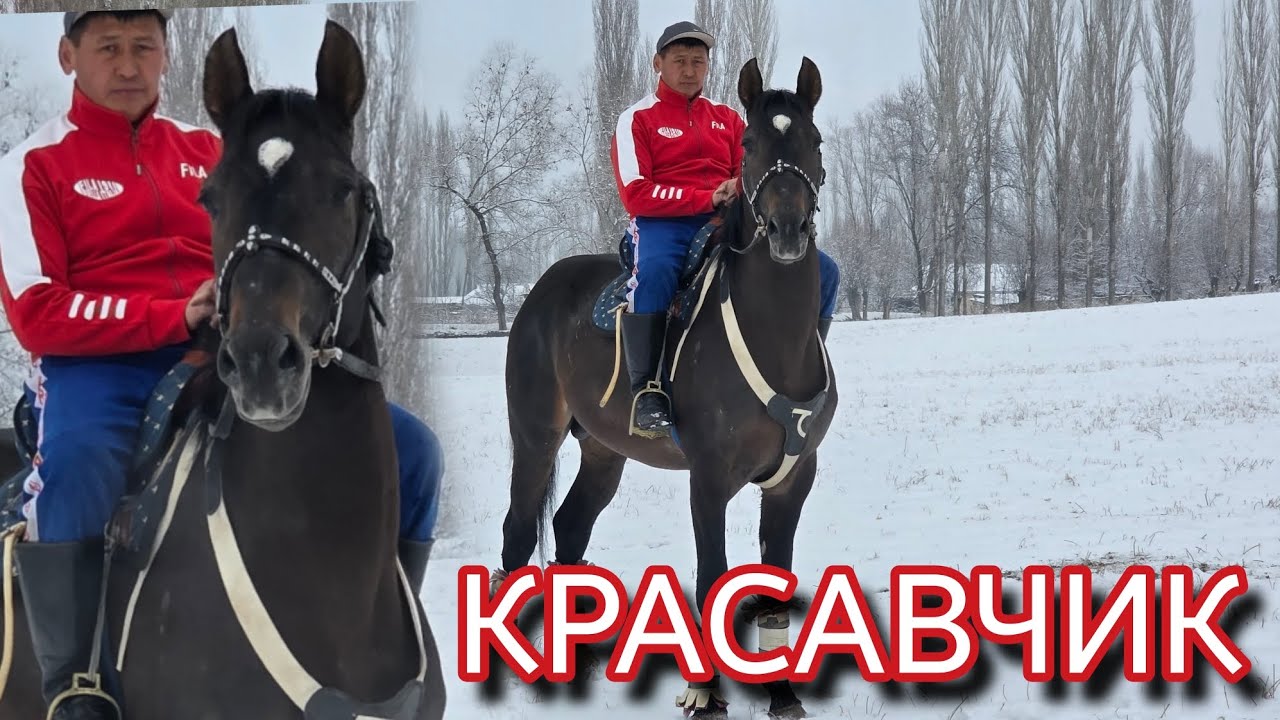 Кара тору КРАСАВЧИК ЧЫКТЫ