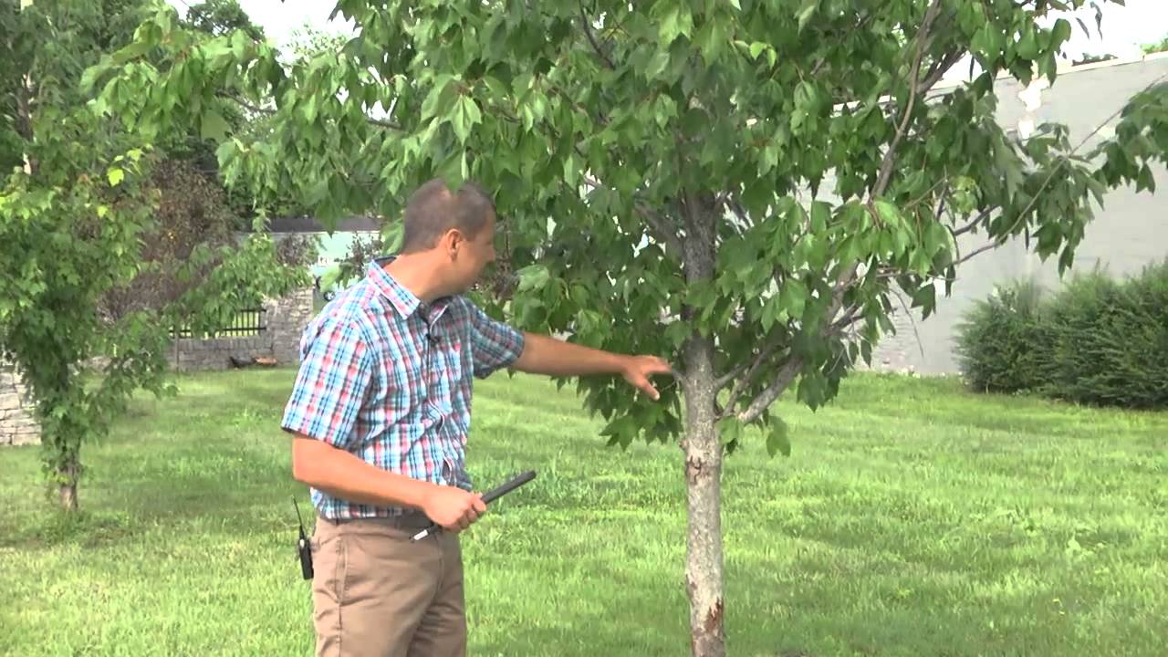 The Do's & Don'ts Of Street Tree Care!