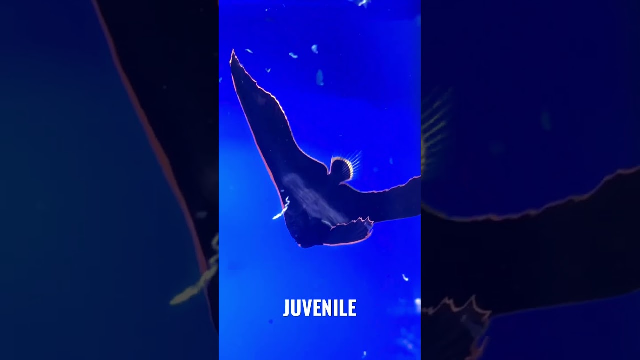 Batfish
