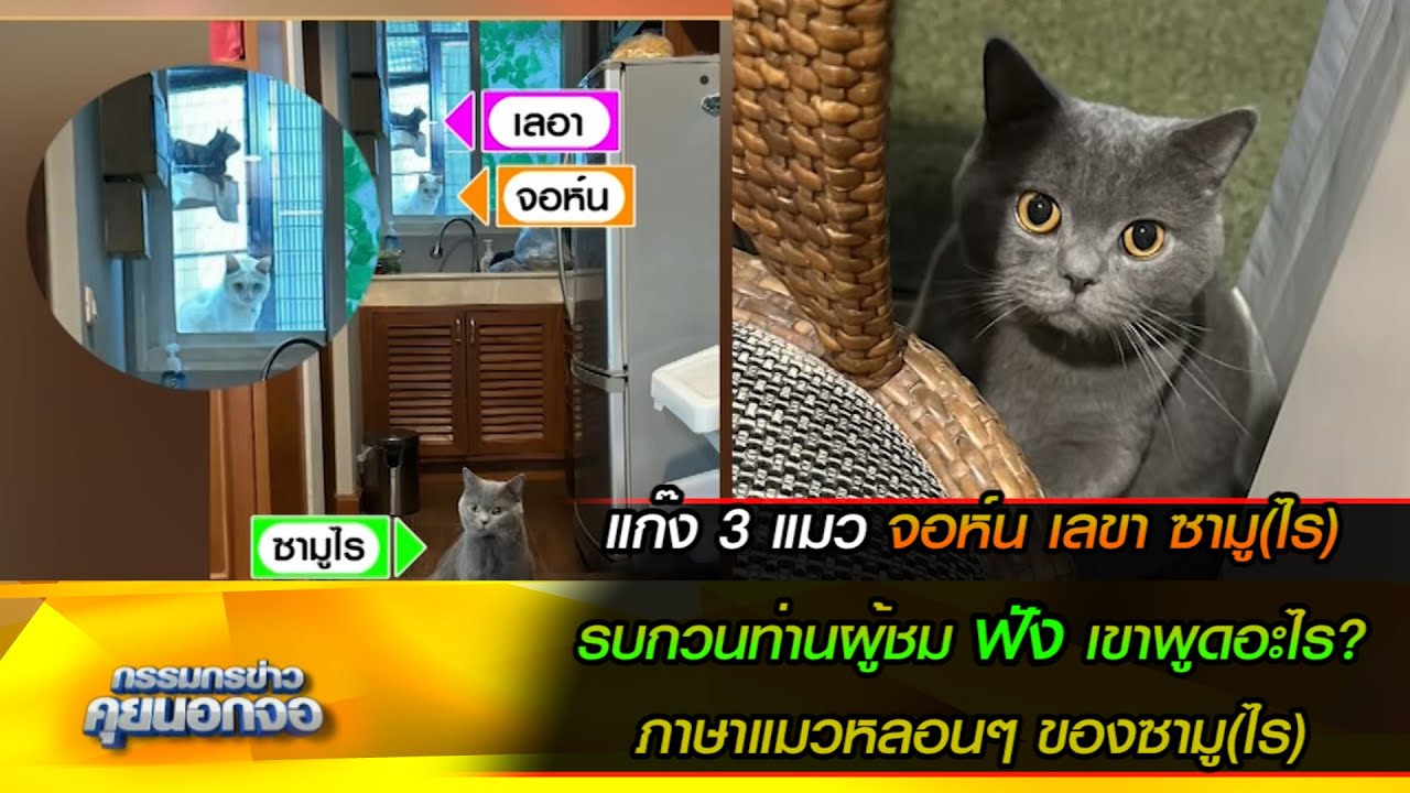 แก๊ง 3 แมว จอห์น เลขา ซามู(ไร) รบกวนท่านผู้ชมฟัง เขาพูดอะไร? ภาษาแมวหลอนๆ ของซามู(ไร)