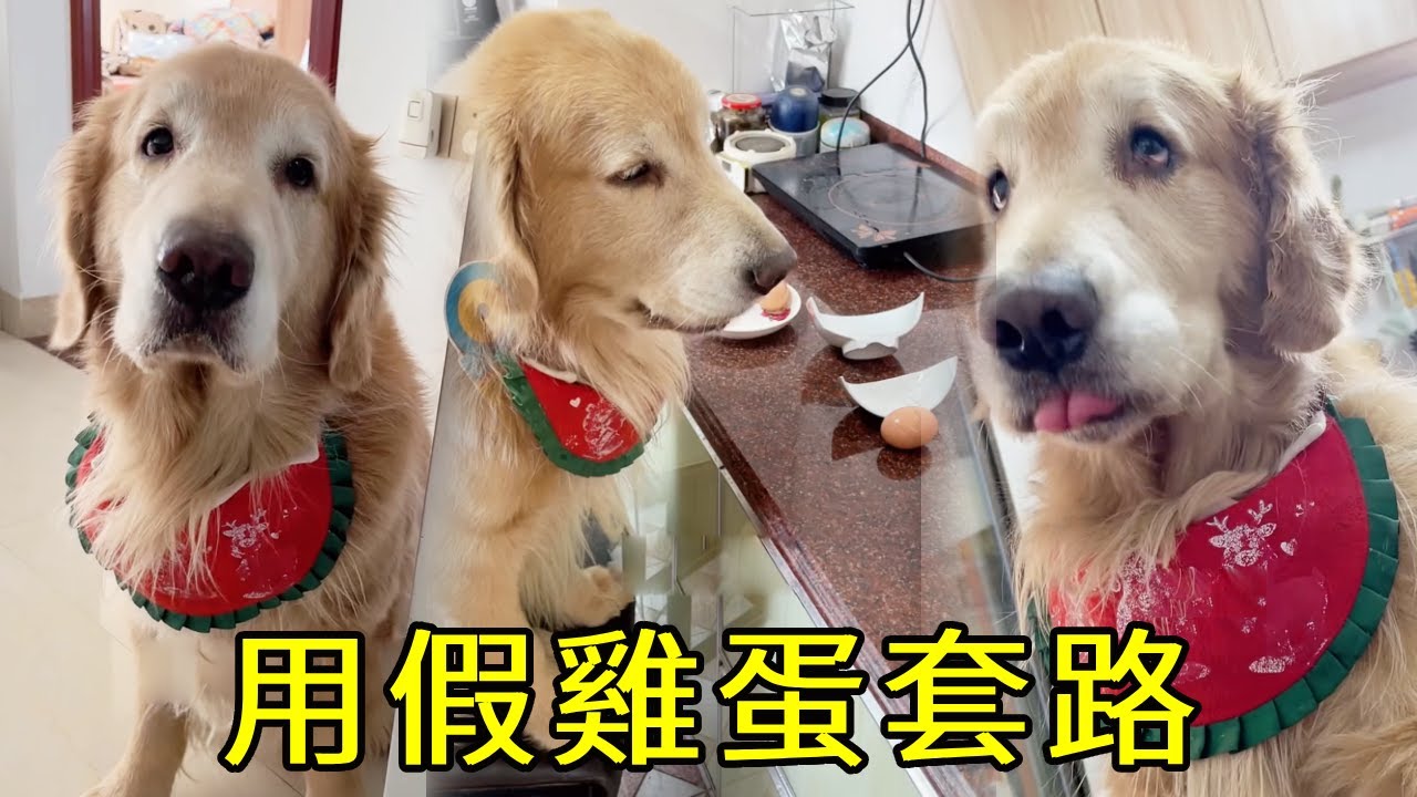 毛粑敢欺負四毛？四毛用假雞蛋套路他，下場真的沒眼看