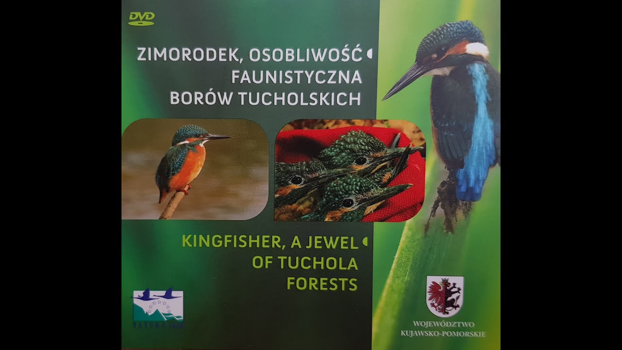 Zimorodek, osobliwość faunistyczna Borów Tucholskich