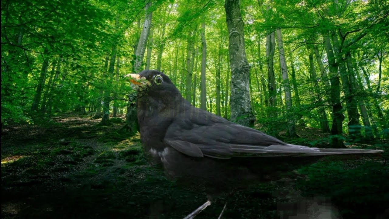 180 Min Blackbird Singing for Stress Relief
