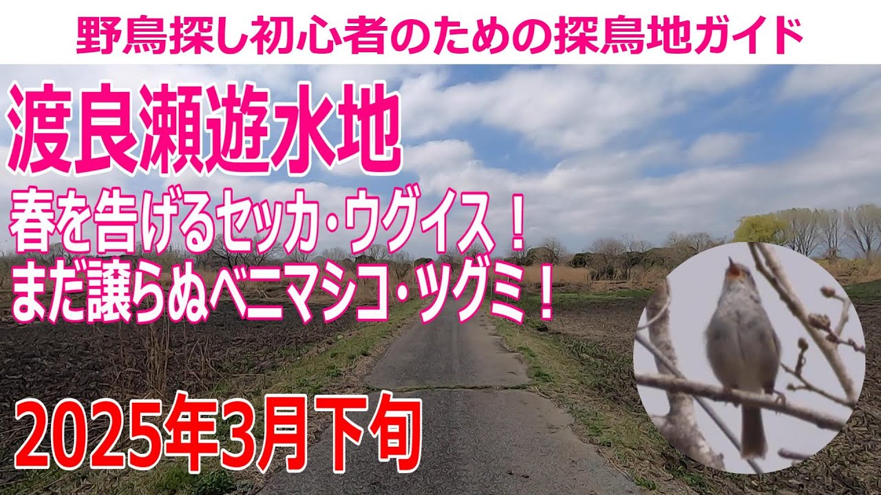渡良瀬遊水地の探鳥地レポートです　春を告げるセッカ・ウグイス！まだ譲らぬベニマシコ・ツグミ！　2025年3月下旬