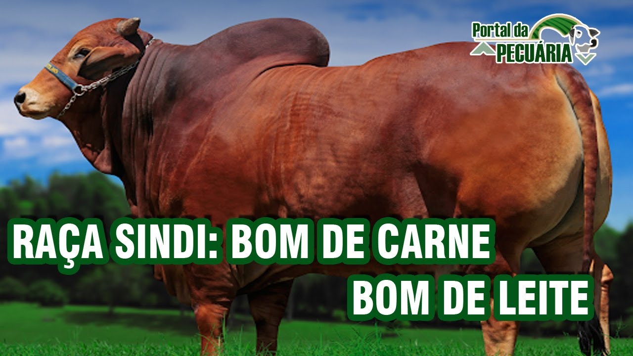 Raça Sindi. Bom de carne bom de leite