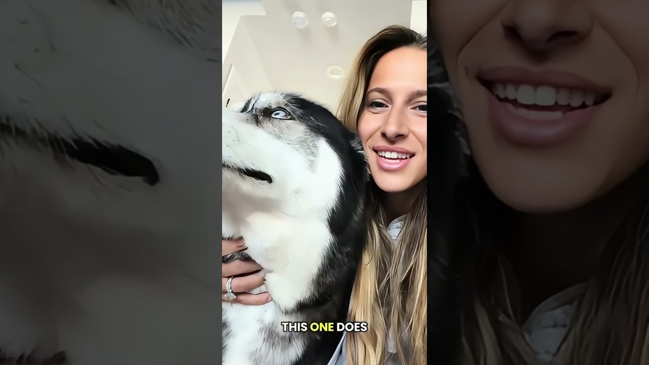 Всего 3 часа, чтобы все расслабились 😂 #dogsoftiktok #dogs #husky #huskies #doglover