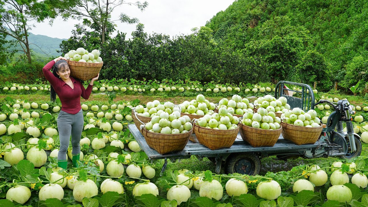 Harvest Lots Of Korean Melon In The Rain, Use 3-Wheeled Truck Transport Korean Melon Go To Sell