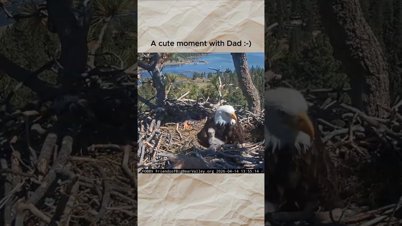 Shadow🦅& His Lovely Chicks🐥🐥🥰Chick2 Goes For a Trip & Leaves The Nest Bowl.