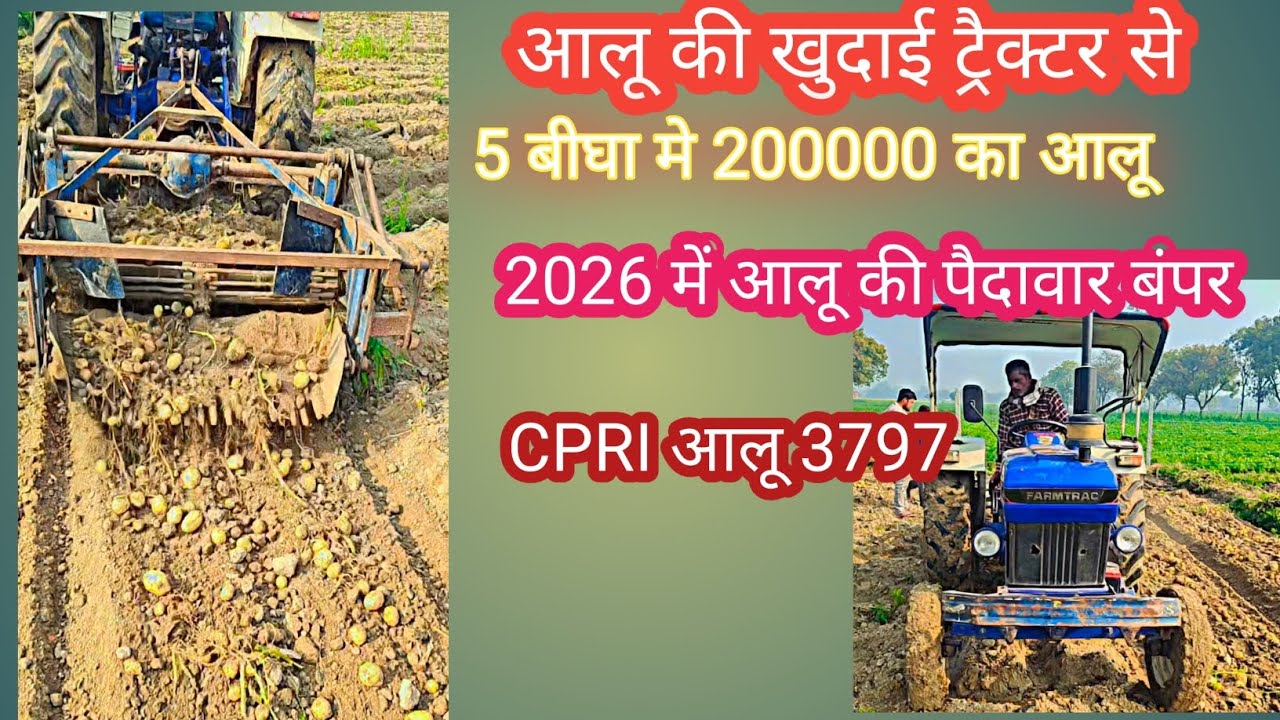 आलू की बंपर पैदावार CPRI 3797