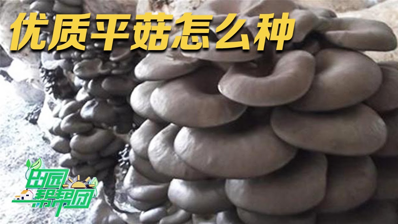 年产优质平菇15,000吨，他到底是怎么办到的？他给平菇“吸氧”，种出来的平菇伞盖超大！丨「田园帮帮团」20230808
