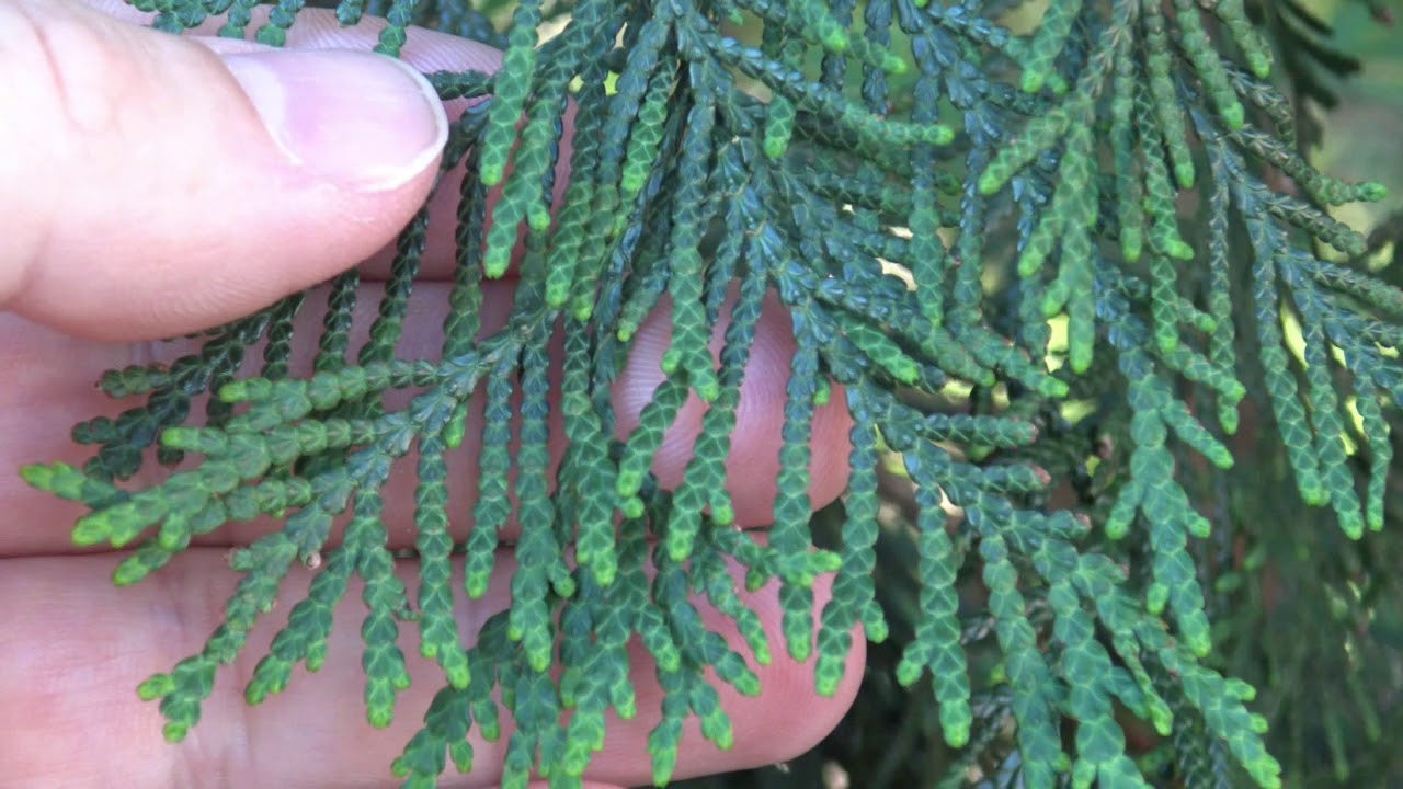 Identifying northern whitecedar