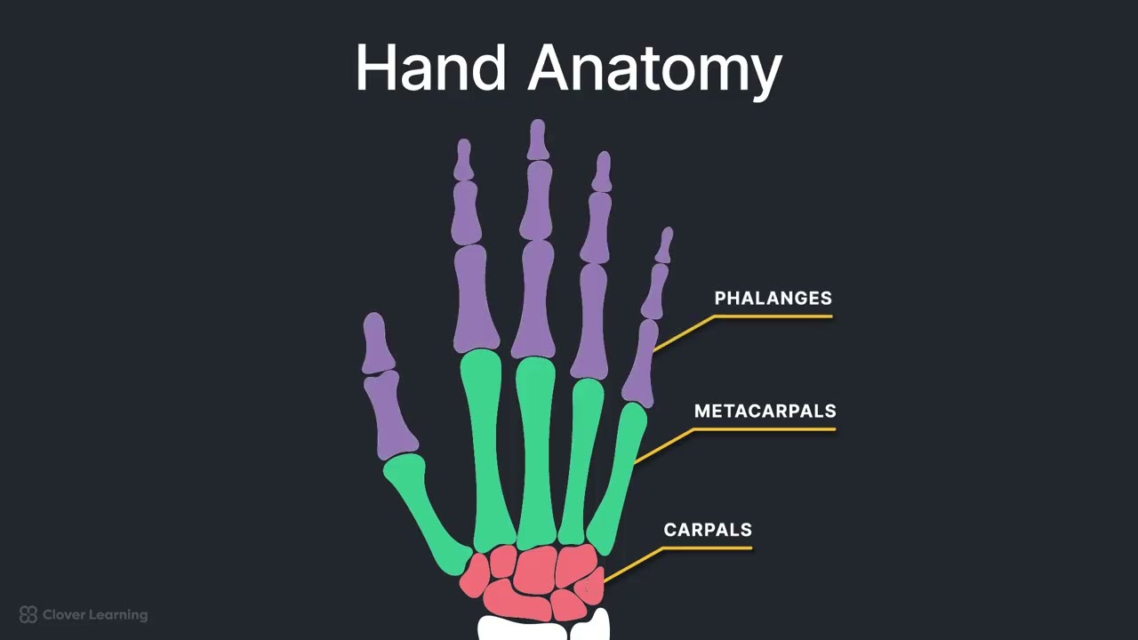 Your Guide to the Anatomy & Routine Projections of the Hand and Wrist