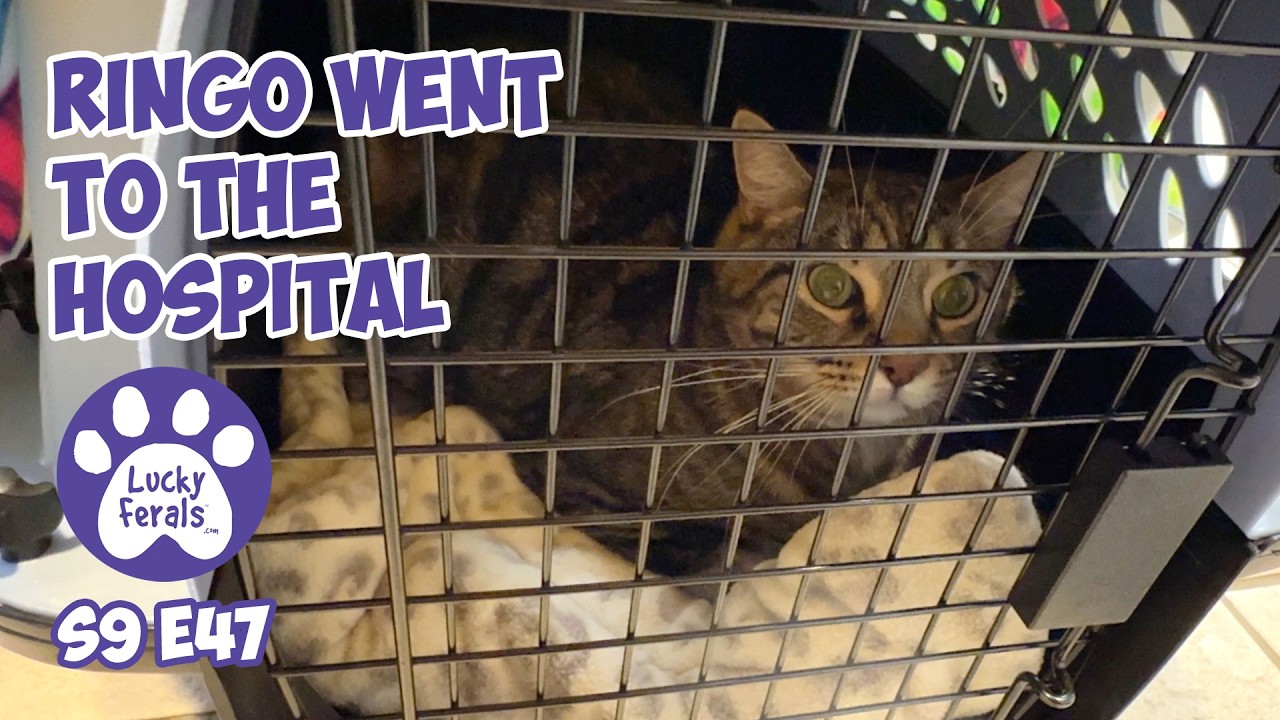 Ринго отправился в больницу для животных — Спасите котёнка, день 60 — Видеоблог Lucky Ferals Cat ...
