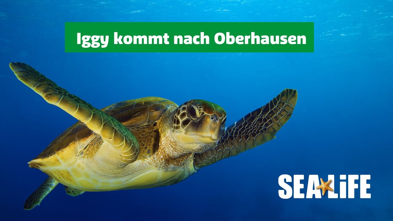 Iggy kommt nach Oberhausen
