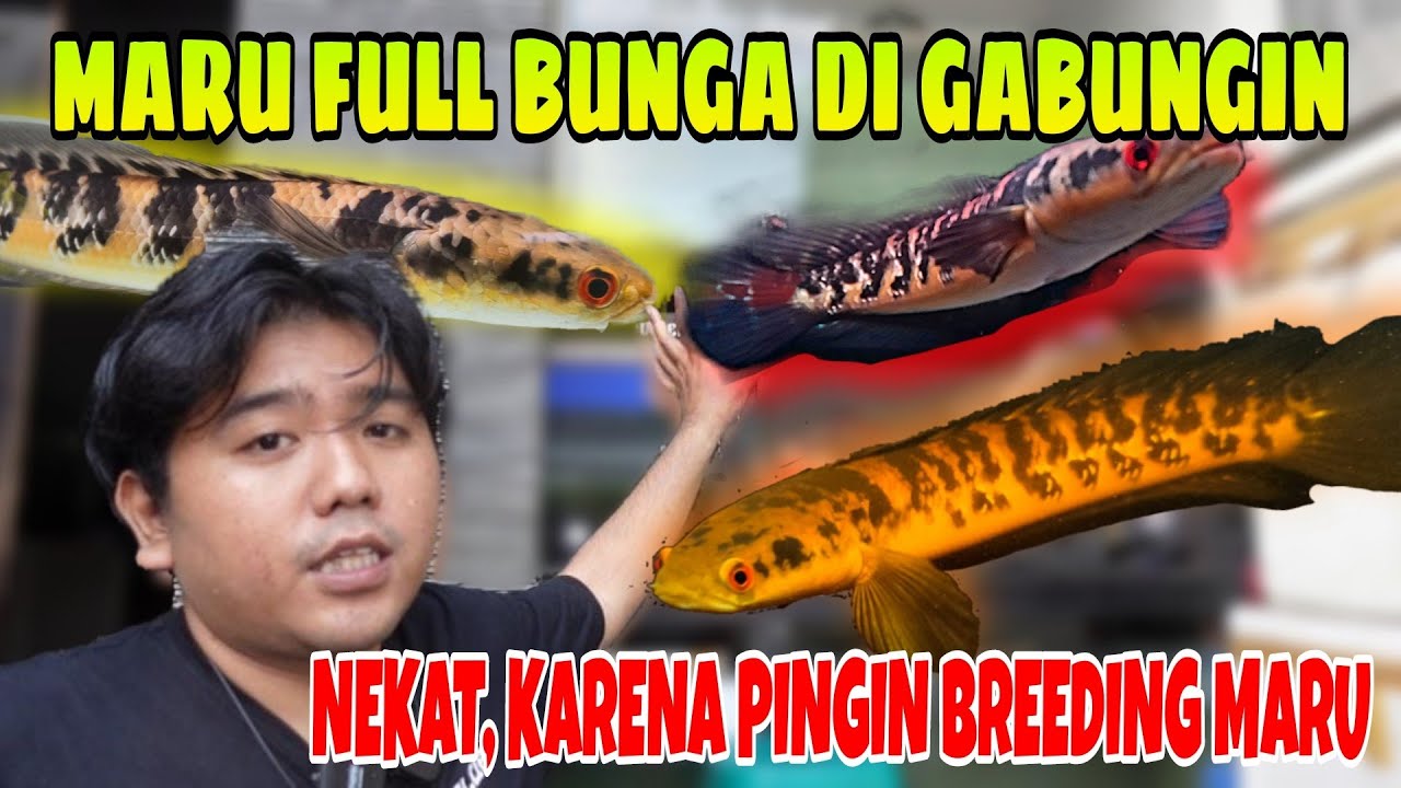 CHANNA MARU‼️GABUNGIN IKAN² MONSTER DI GALERRY⁉️