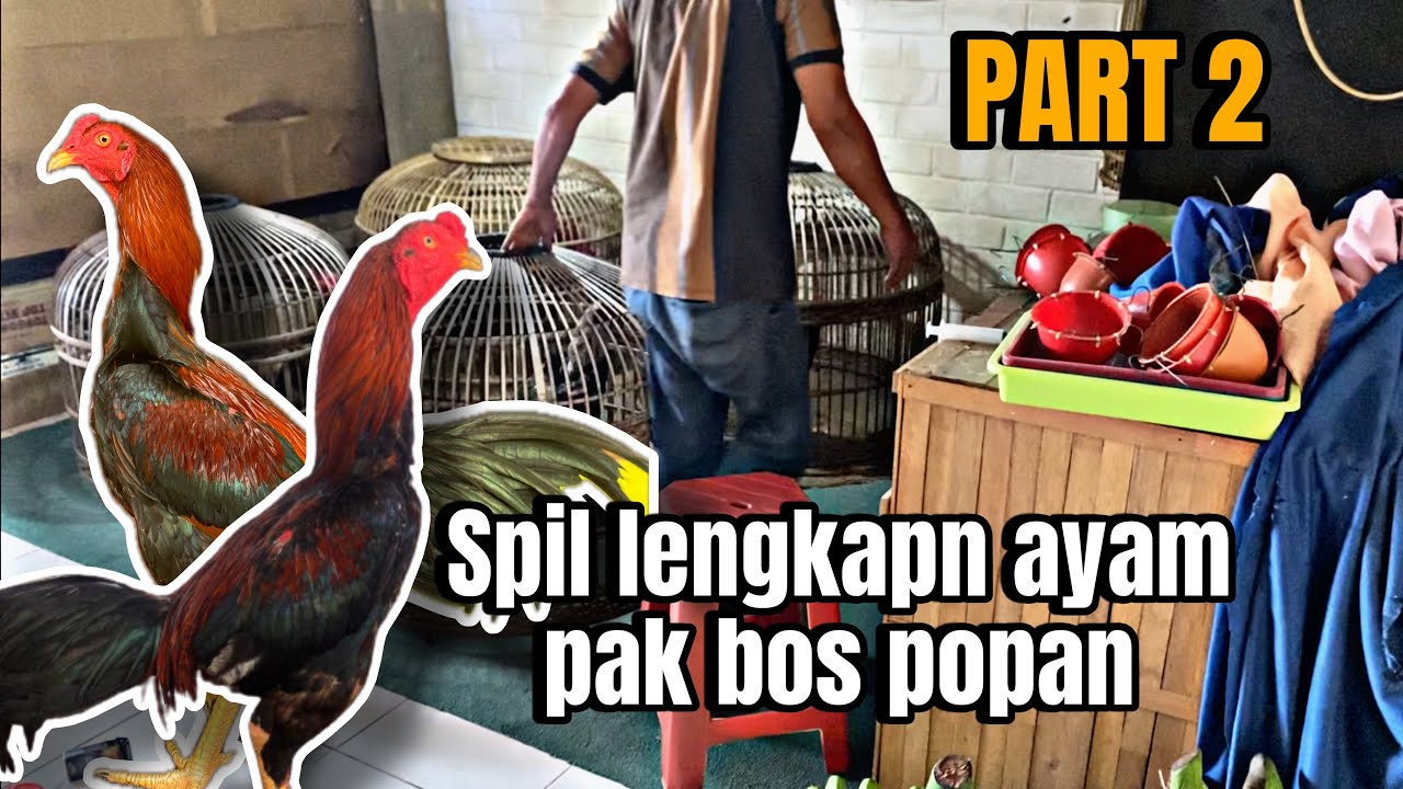 KITA SPILL SEMUA AYAM PAK BOS !! DARI PACEK SAMPAI SIAPAN‼️
