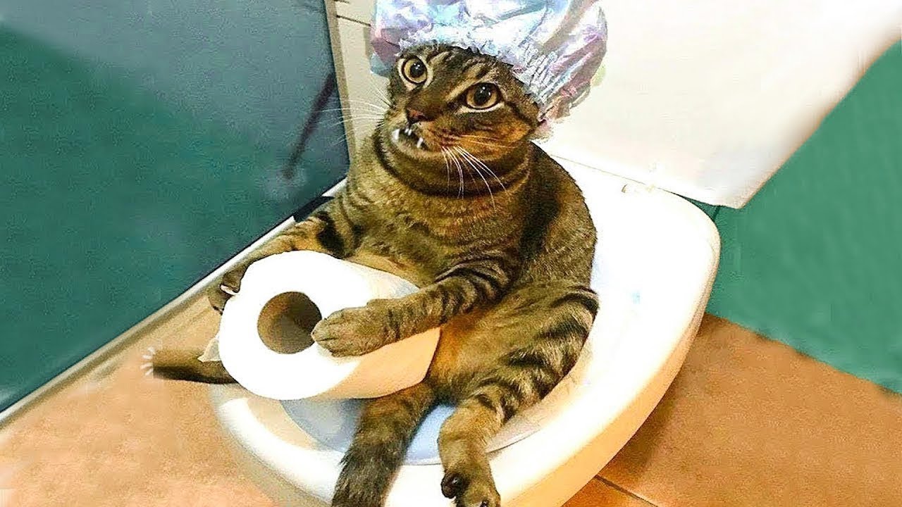 You’ll Regret Not Watching This 😂 | Funniest Cats & Dogs Vidoes Ever !