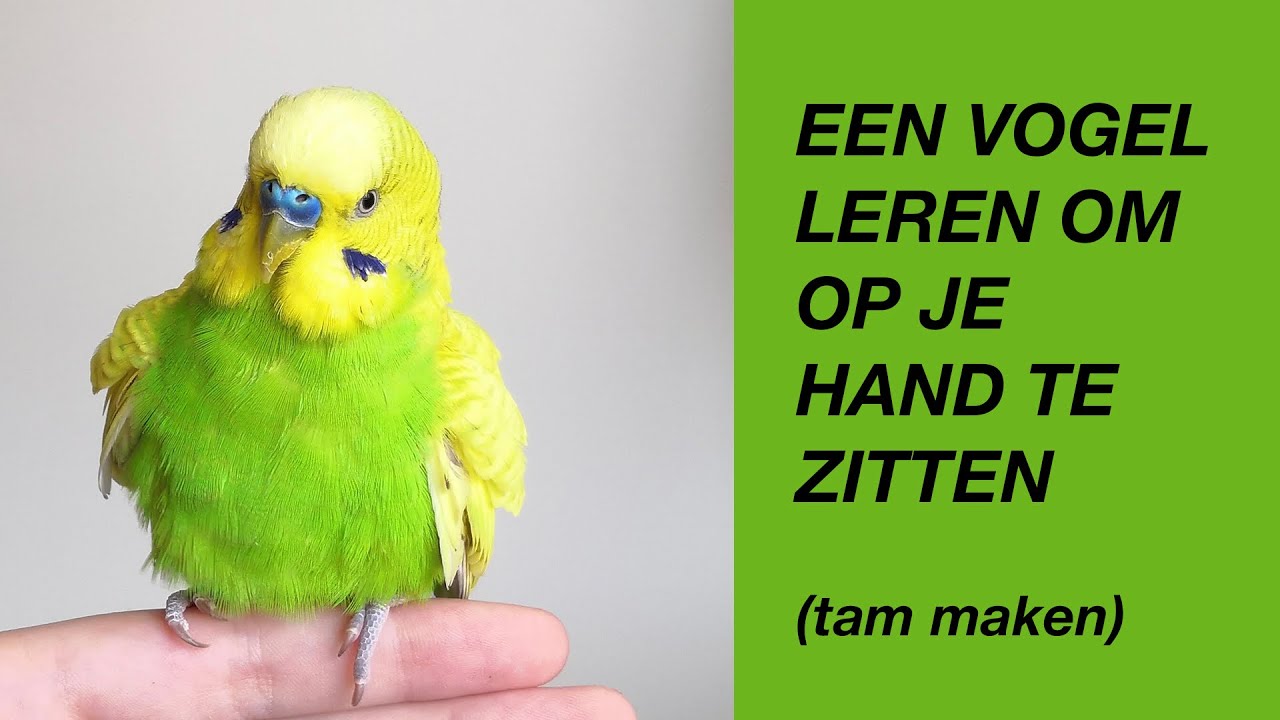 Een Vogel Tam Maken (Leren Om Op Je Hand Te Zitten - parkiet, papegaai)