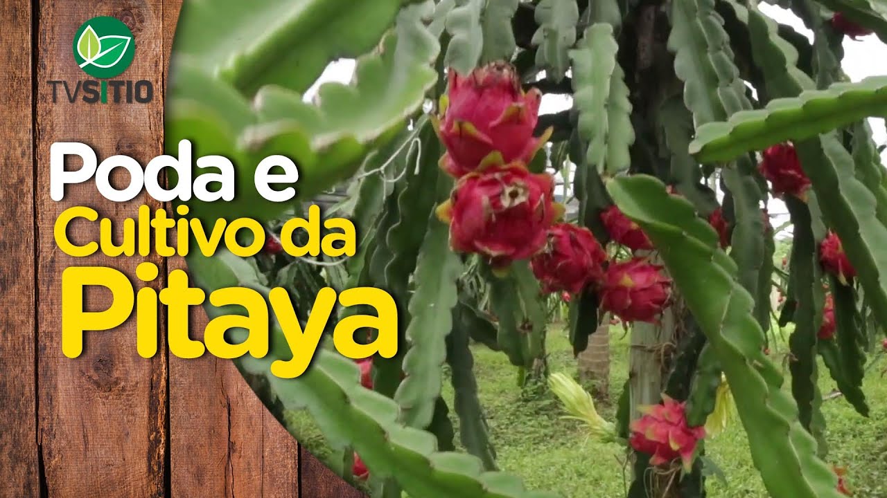 Tudo sobre poda e cultivo da PITAYA (Pitaya Branca, vermelha e amarela)