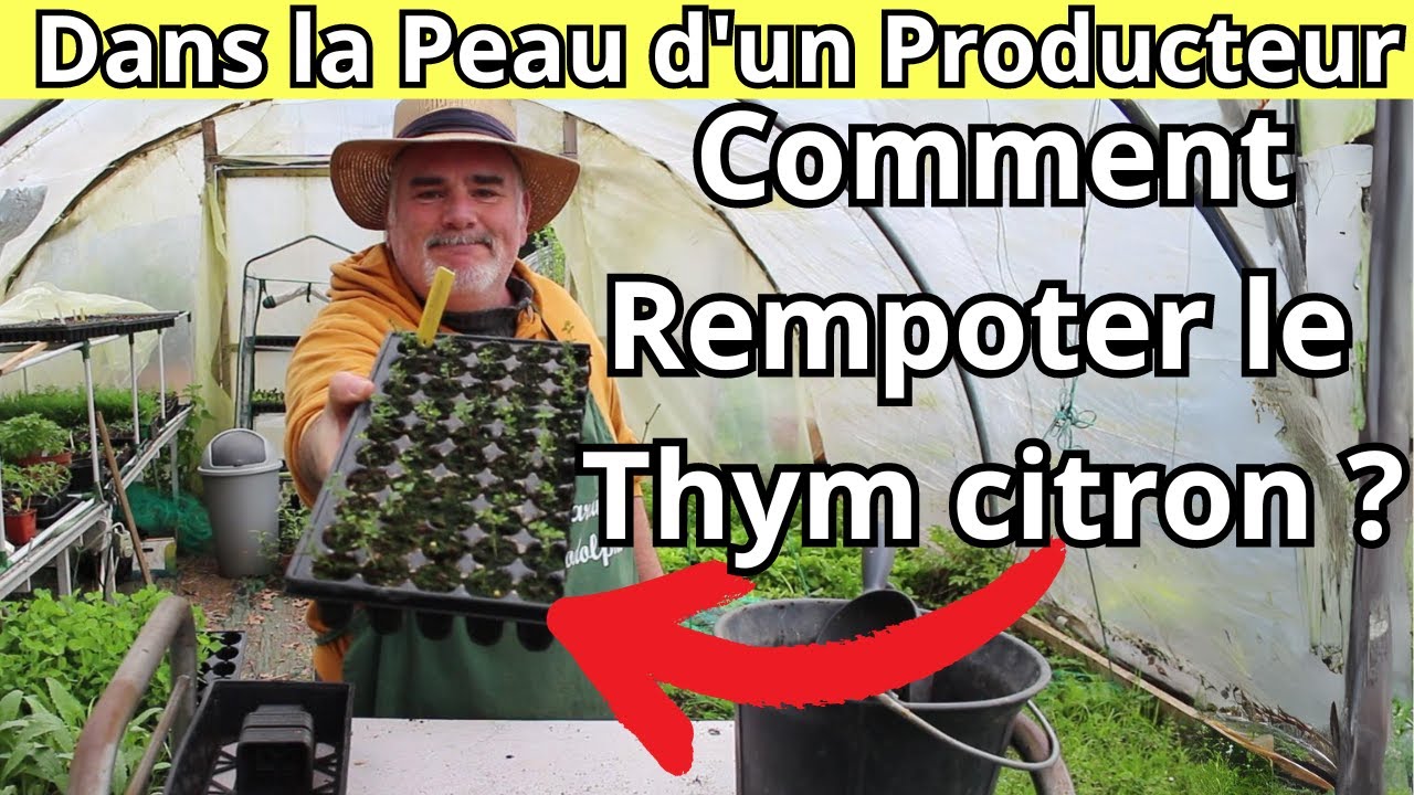 Comment réussir le rempotage de vos boutures de thym citron ?