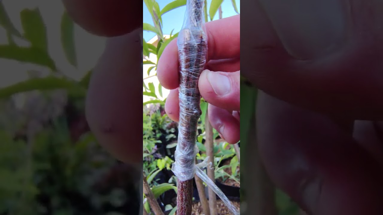 How To Pull Weeds From Giant Tall Fabric Grow Pot #Garden