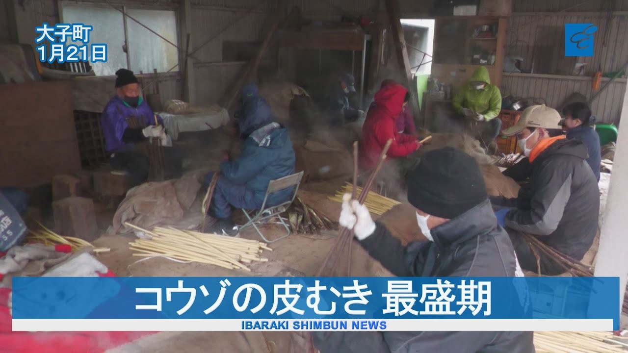 コウゾの皮むき 最盛期　大子