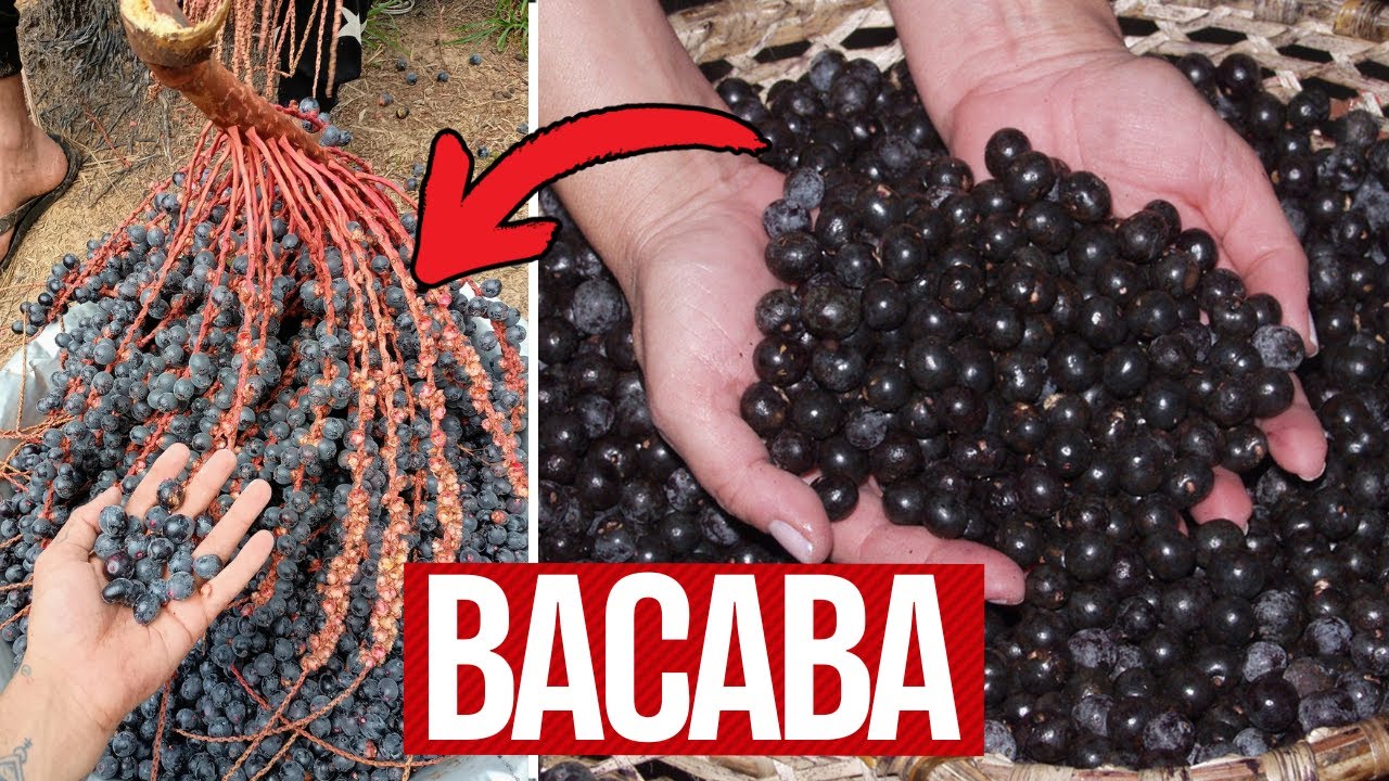 Os 15 Benef&iacute;cios do BACABA Para Sa&uacute;de | Dicas de Sa&uacute;de