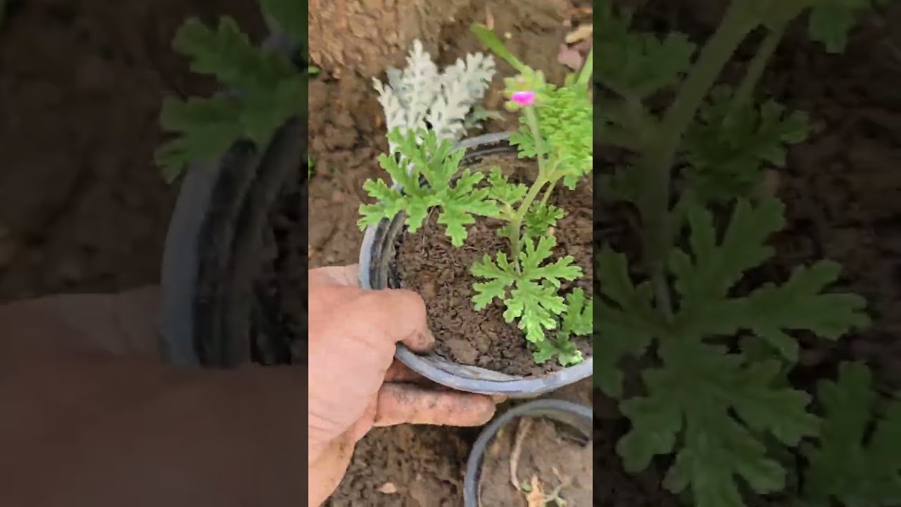 طريقة سهلة لاكثار نبات الثلج والعطرة والكوليوس 🥀حديقتي جنتي🥀