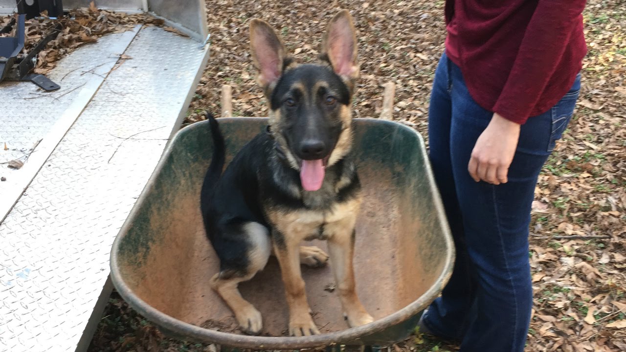 5 Month Old German Shepherd 