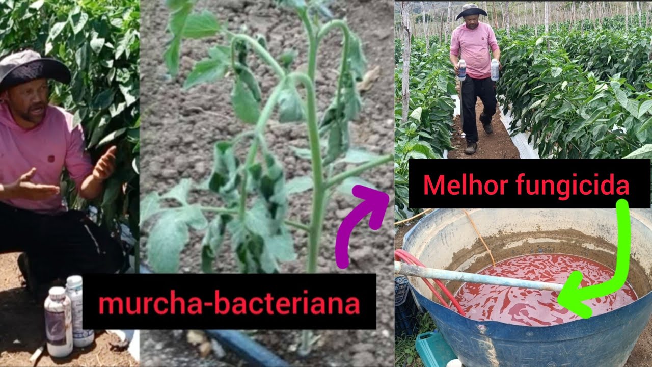 melhor fungicida para murcha-bacteriana.