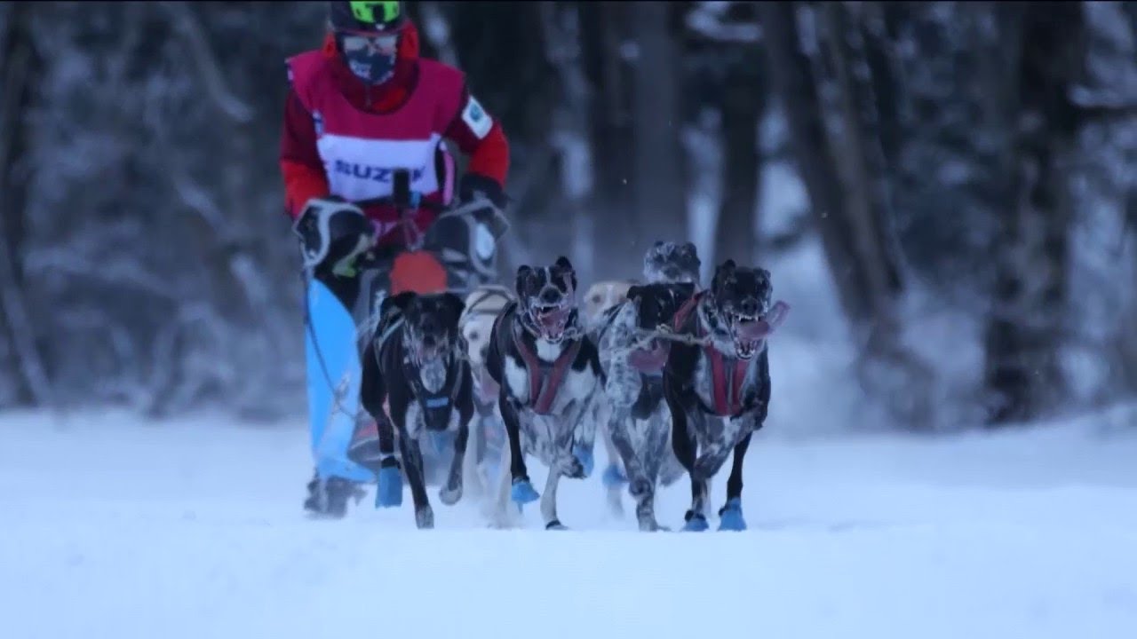Chiens de traîneaux, la course mythique - Merci ou non merci de Victor Dekyvere - C l’hebdo