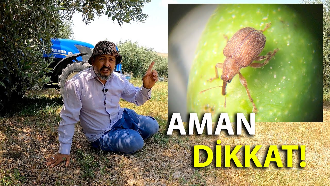Zeytinde Yaz Dönemi Dikkat Edilecek 3 Zararlı ve Hastalık