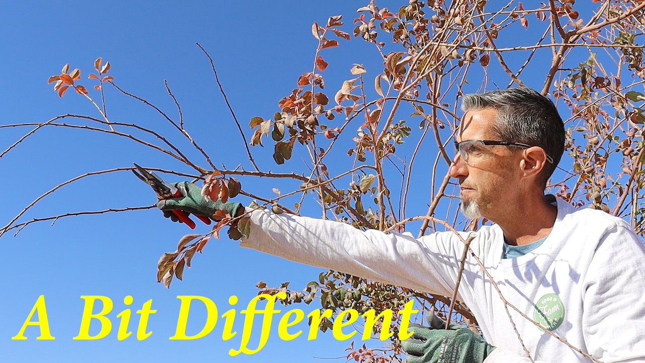 Pruning A Weeping Fruit Tree | Weeping Santa Rosa Plum