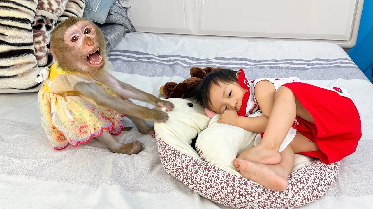 Monkey Kaka snatched her favorite bed back from Diem's ​​hands.