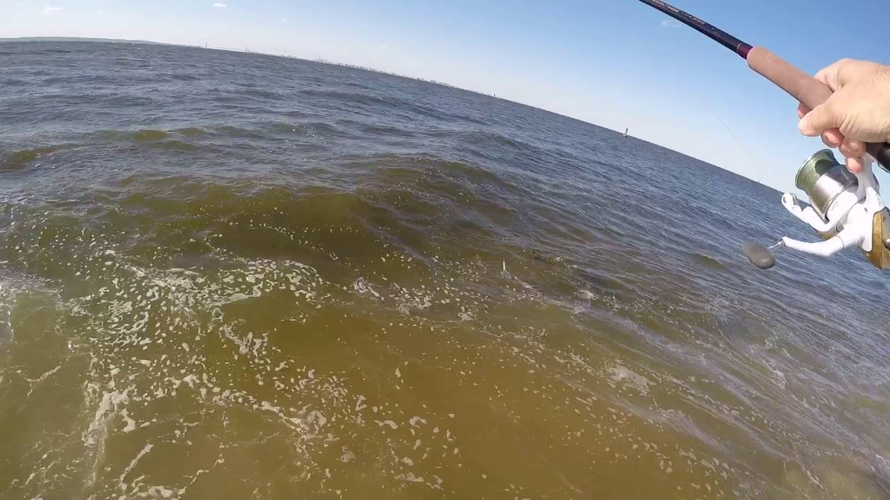 Sandy Hook Bluefish Blitz