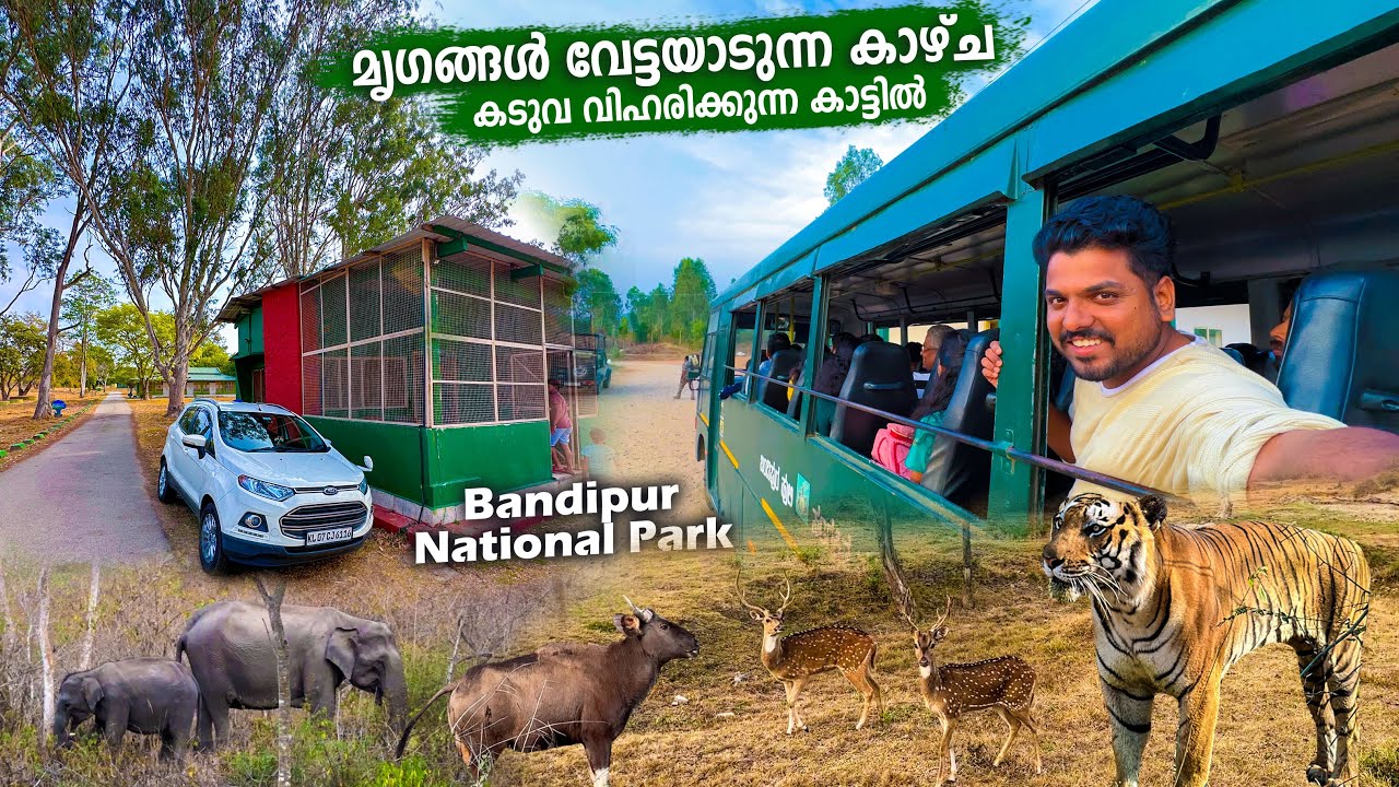 ബന്ദിപ്പൂർ കാട്ടിൽ താമസിക്കാം 2000 രൂപക്ക് | Bandipur Forest Safari