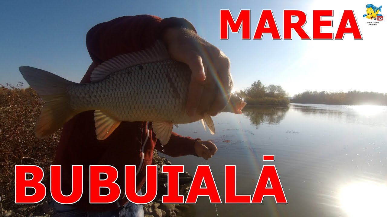 CONGO RUPE CRAPCENII PE OLT- BUBUIALA LA CLOAMBE DE MAMALIGA  SUB BARAJ AURESTI LA ADANCIME DE 50 CM